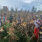 Polsek Kendawangan Melaksanakan Kegiatan Panen Jagung Hibrida Bersama Poktan dan BPP Di Desa Banjar Sari