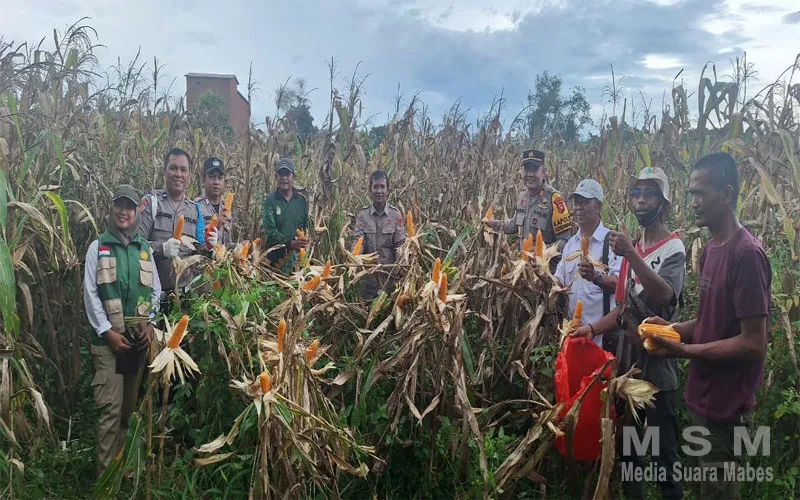Polsek Kendawangan Melaksanakan Kegiatan Panen Jagung Hibrida Bersama Poktan dan BPP Di Desa Banjar Sari