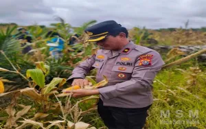 Polisi Cinta Petani, Kapolsek Kemuning Turun Langsung Dukung Ketahanan Pangan Nasional