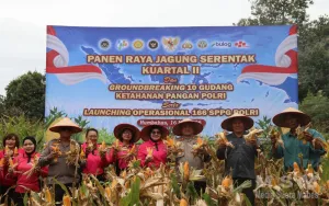 Sinergi Polri dan Masyarakat, Polres Humbahas Panen Jagung Serentak
