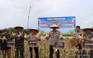 Polres Ketapang Bersama Forkopimda dan Kelompok Tani Laksanakan Panen Raya Jagung Serentak Kuartal II Tahun 2026 di Kecamatan Muara Pawan