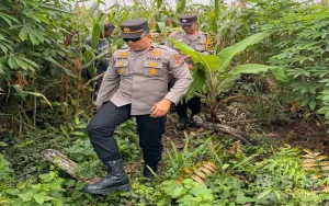 Kepolisian Negara Republik Indonesia Dukung Ketahanan Pangan, Kapolsek Tembilahan Kota Tinjau Perkembangan Tanaman Jagung Warga