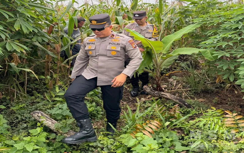 Kepolisian Negara Republik Indonesia Dukung Ketahanan Pangan, Kapolsek Tembilahan Kota Tinjau Perkembangan Tanaman Jagung Warga