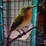 Burung Pleci Atau Burung Kacamata Di Pacitan Diambang Kepunahan