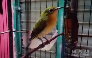 Burung Pleci Atau Burung Kacamata Di Pacitan Diambang Kepunahan