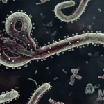Status Darurat Kesehatan Dunia Ditetapkan WHO, Kemenkes Perketat Pengawasan Cegah Ebola Masuk Indonesia