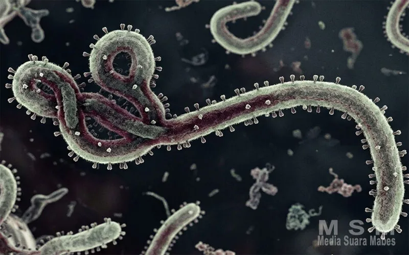 Status Darurat Kesehatan Dunia Ditetapkan WHO, Kemenkes Perketat Pengawasan Cegah Ebola Masuk Indonesia