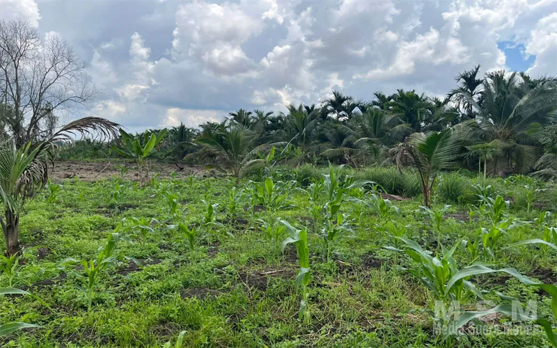 Polsek Kuindra Pantau Progres Perawatan Jagung untuk Dukung Program Ketahanan Pangan Nasional