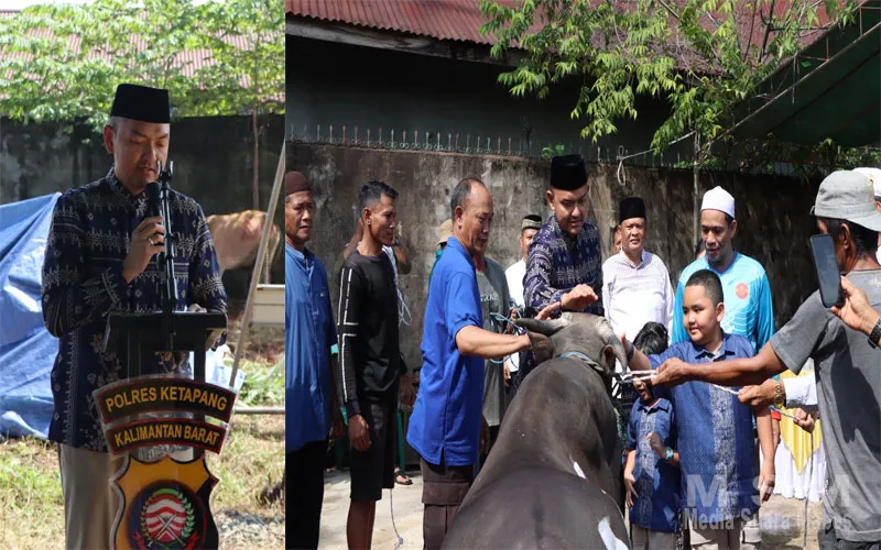 Polres Ketapang Serahkan 11 Ekor Sapi dan 3 Ekor Kambing Qurban di Momen Idul Adha 1447 H