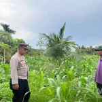 Polsek Kuindra Kawal Ketahanan Pangan: Jagung Desa Teluk Dalam Mulai Tumbuh, Harapan Baru bagi Swasembada Pang