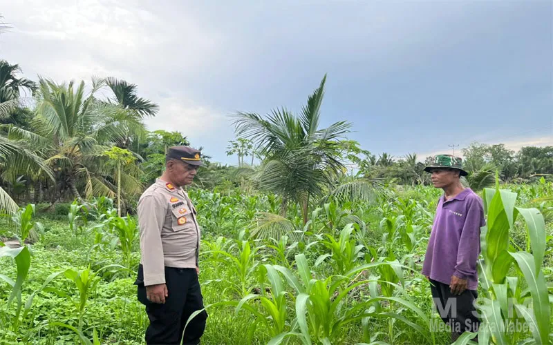 Polsek Kuindra Kawal Ketahanan Pangan: Jagung Desa Teluk Dalam Mulai Tumbuh, Harapan Baru bagi Swasembada Pang