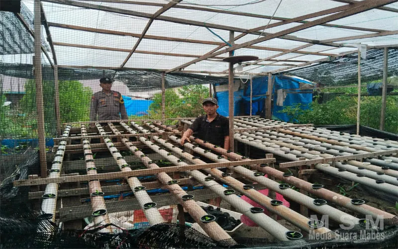 Dukung Program Asta Cita, Bhabinkamtibmas Sungai Simbar Monitoring Penanaman Sawi untuk Ketahanan Pangan