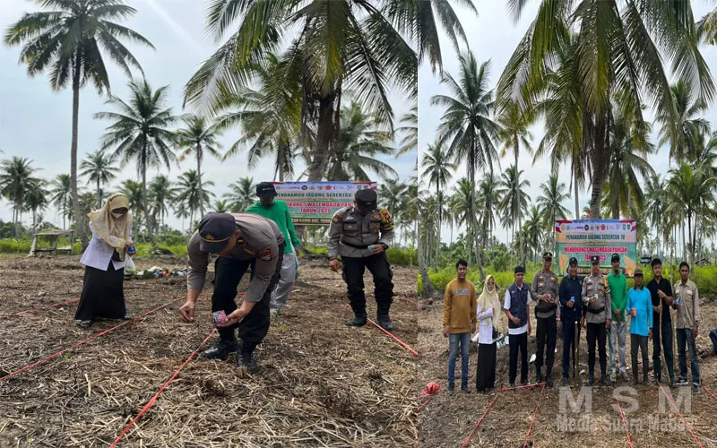 Dukung Asta Cita Presiden, Polsek Tembilahan Hulu Gelar Penanaman Jagung Serentak di Desa Pulau Palas