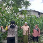 Polisi Cinta Petani, Bhabinkamtibmas Tagaraja Dampingi Petani Jagung Dukung Ketahanan Pangan Nasional