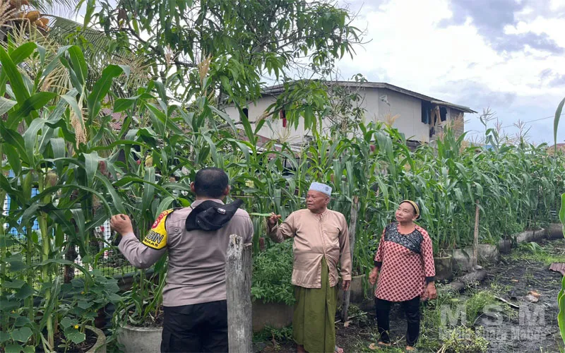Polisi Cinta Petani, Bhabinkamtibmas Tagaraja Dampingi Petani Jagung Dukung Ketahanan Pangan Nasional