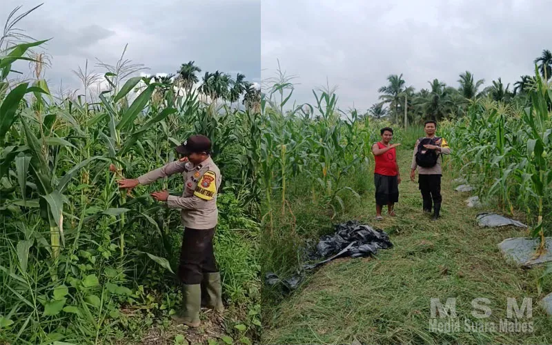 Bhabinkamtibmas Turun ke Ladang, Wujud Nyata Dukungan Polri terhadap Ketahanan Pangan