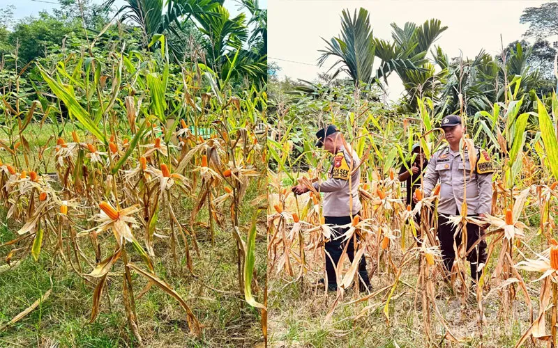 Polsek Simpang Dua Laksanakan Pemanenan Jagung Hibrida Milik Poktan Dua Makmur di Desa Semandang Kanan