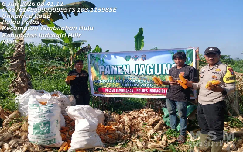 Bhabinkamtibmas Polsek Tembilahan Turun ke Ladang, Dukung Ketahanan Pangan Melalui Panen Jagung Bersama Warga