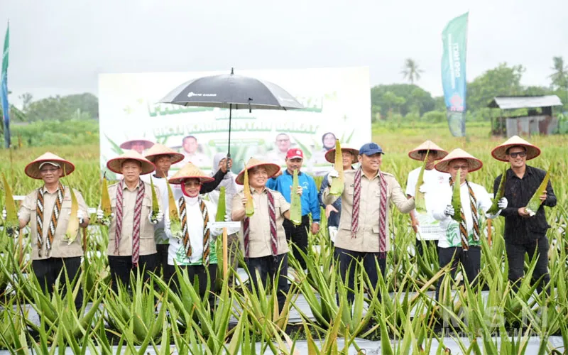 Wamentan Dan Gubernur Kalbar Dorong Optimalisasi Budidaya Lidah Buaya Sebagai Penggerak Ekonomi Lokal