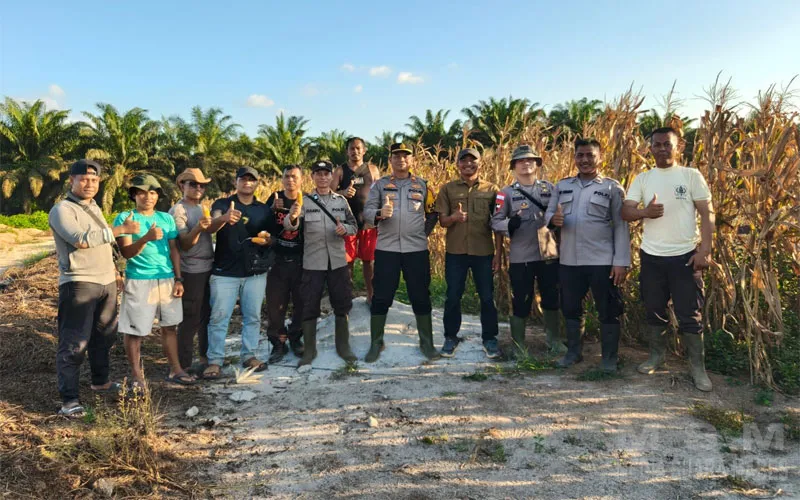 Panen Jagung Hibrida 1 Hektare, Polsek Matan Hilir Utara Dukung Program Ketahanan Pangan Nasional