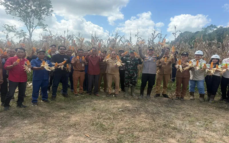 Dukung Program Ketahanan Pangan Nasional Polsek Manis Mata Panen Jagung Hibrida BUMDes Ratu Keramat di Desa Ratu Elok