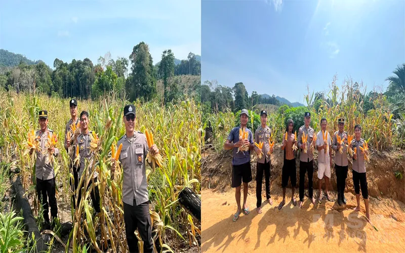 Dukung Ketahanan Pangan Nasional, Polsek Simpang Dua Hadiri Panen Jagung Hibrida Seluas 5 Hektare di Desa Semandang Kanan