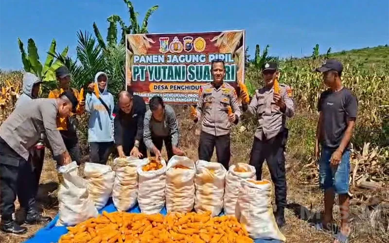 Mendukung Swasembada Pangan, Polsek Kampar Kiri Hilir Pantau Panen Jagung di Lahan PT Yutani Suadiri