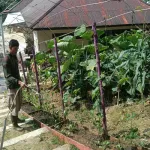 Perawatan Tanaman P2L Satbrimob Polda Kalbar, Langkah Nyata Dukung Ketahanan Pangan
