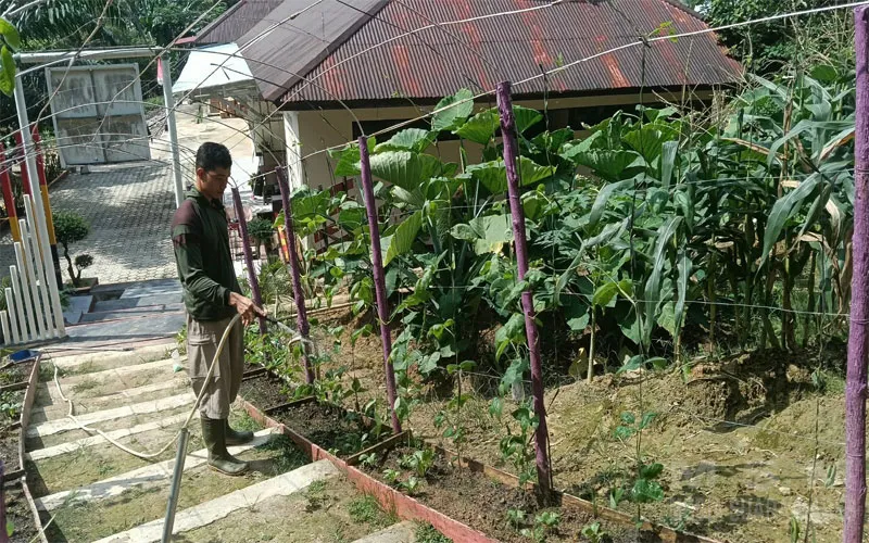 Perawatan Tanaman P2L Satbrimob Polda Kalbar, Langkah Nyata Dukung Ketahanan Pangan