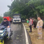 Respon Cepat Polsek Kampar: Pohon Tumbang Akibat Angin Kencang di Km 54 Langsung Dibereskan, Jalan Kembali Normal