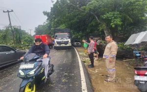Respon Cepat Polsek Kampar: Pohon Tumbang Akibat Angin Kencang di Km 54 Langsung Dibereskan, Jalan Kembali Normal