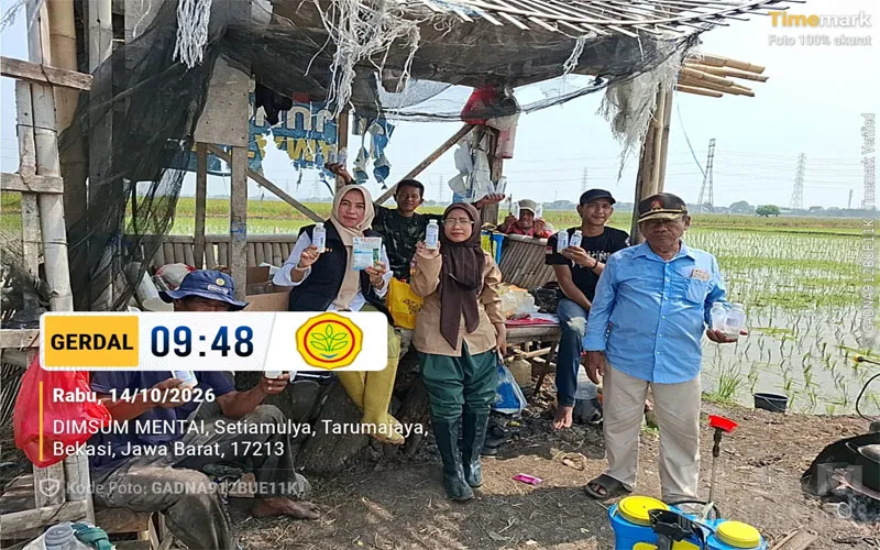 Ibu Eni dari BPP Tarumajaya Bersama Babinsa dan Kelompok Tani sumber jaya II Lakukan Gerdal Menggunakan Agen Hayati