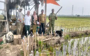 Team BPP dan POPT Bersama Babinsa Sertu Parmadi Lakukan Pengendalian OPT dengan Trichogramma di Kelompok Tani Subur Jaya II