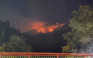 Dampak Karhutla Gunung Lawu, Macan Diduga Turun Gunung dan Mangsa 5 Kambing Warga di Karanganyar