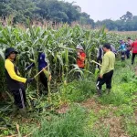 Dukung Ketahanan Pangan Nasional, Perawatan Tanaman Jagung Terus Dioptimalkan