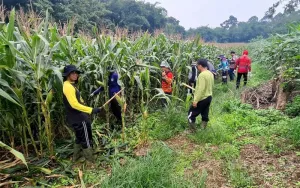 Dukung Ketahanan Pangan Nasional, Perawatan Tanaman Jagung Terus Dioptimalkan
