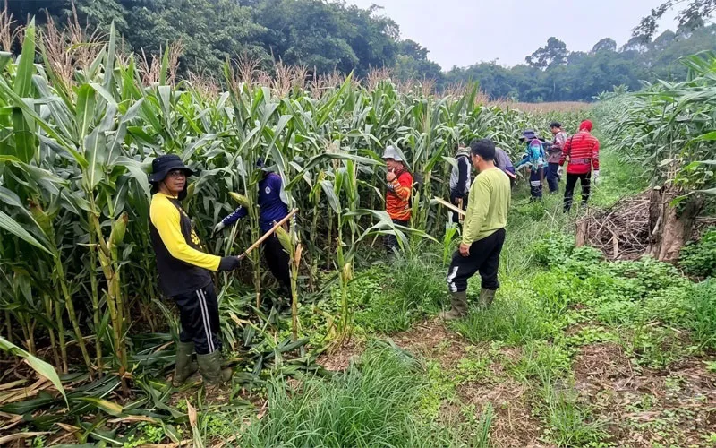 Dukung Ketahanan Pangan Nasional, Perawatan Tanaman Jagung Terus Dioptimalkan